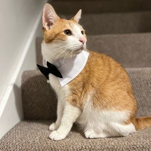 Meet your Posher, Polly